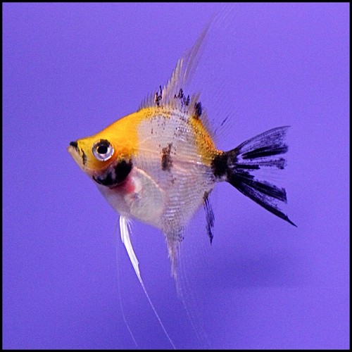 Angelfish - Orange White Pearlscale Koi - Medium